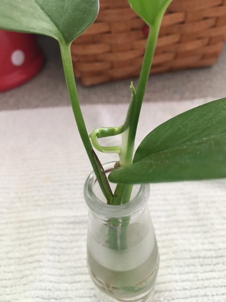 my baby plant has a new leaf! by wiesnerbeth