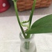 my baby plant has a new leaf! by wiesnerbeth