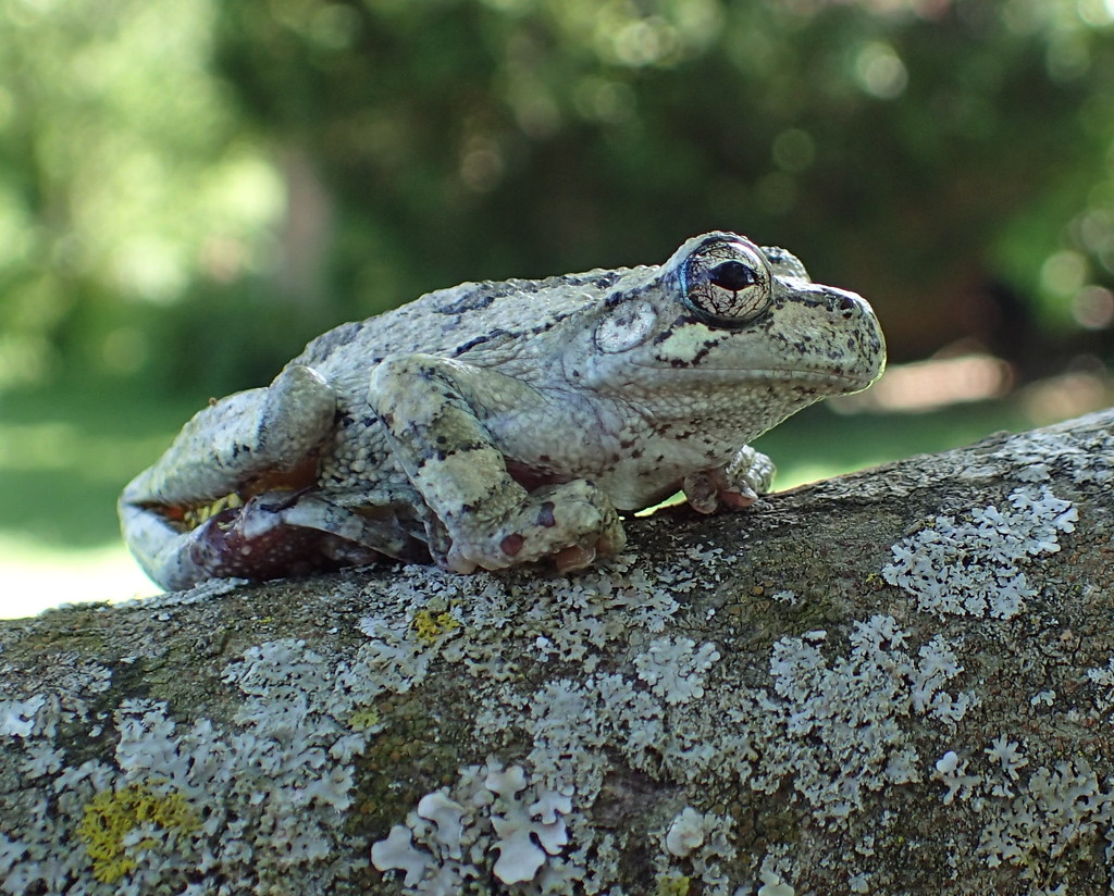 Tree Frog by cjwhite