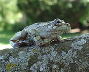 24th May 2020 - Tree Frog
