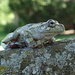 Tree Frog by cjwhite