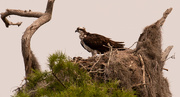 24th May 2020 - Mom Osprey, Looking Over the Babes!