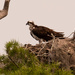 Mom Osprey, Looking Over the Babes! by rickster549