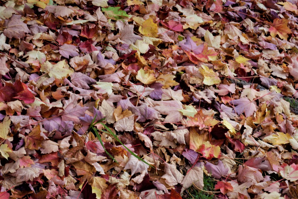 Autumn Leaves by sandradavies