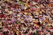 24th May 2020 - Autumn Leaves