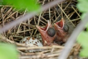 25th May 2020 - Such Hungry Baby Cardinal Birds! 