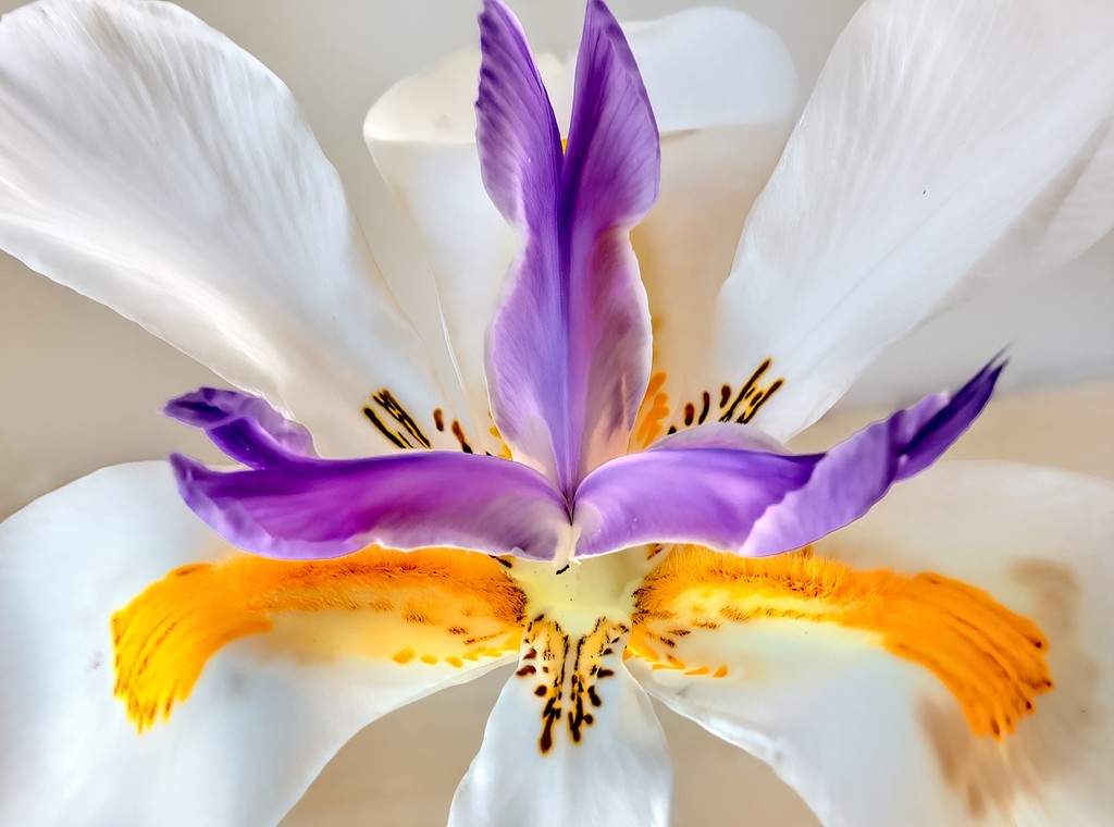 Dietes up close by ludwigsdiana
