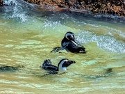 25th May 2020 - Penguins swimming in Boulders