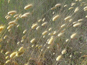 24th May 2020 - Bunny tails in the wind