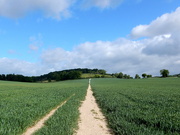 20th May 2020 - Up To Piggets Wood - 2.1 Miles
