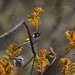 New Holland Honeyeater by pusspup
