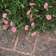 25th May 2020 - brick path and pink helianthemum