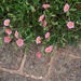 brick path and pink helianthemum by quietpurplehaze