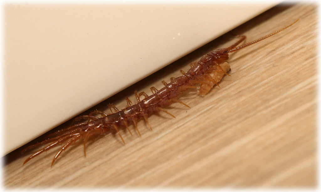 Centipede by bybri