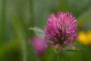 25th May 2020 - Clover wildflower..........