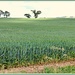 A field of wheat !  by beryl
