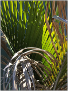 15th Mar 2020 - Palm Patterns