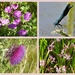 Flowers and Danselfly Iremongers Pond by oldjosh