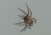 25th May 2020 - Spider Identification 