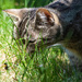 A Cat and a Bee by stevejacob