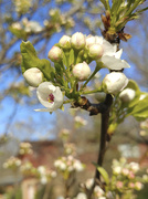 26th Apr 2020 - Tree flowers 4-26-20