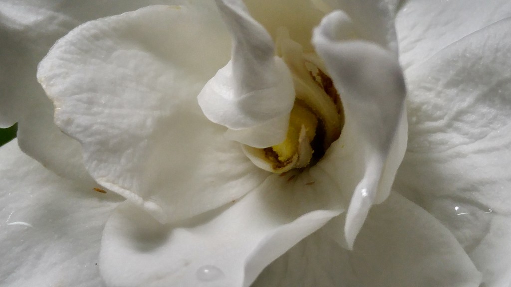 Gardenia by marlboromaam