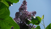 25th May 2020 - Lilac