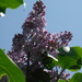 Lilac by spanishliz