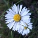 The Friendliest Flower by julie