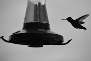 24th May 2020 - Hummer In Black and White