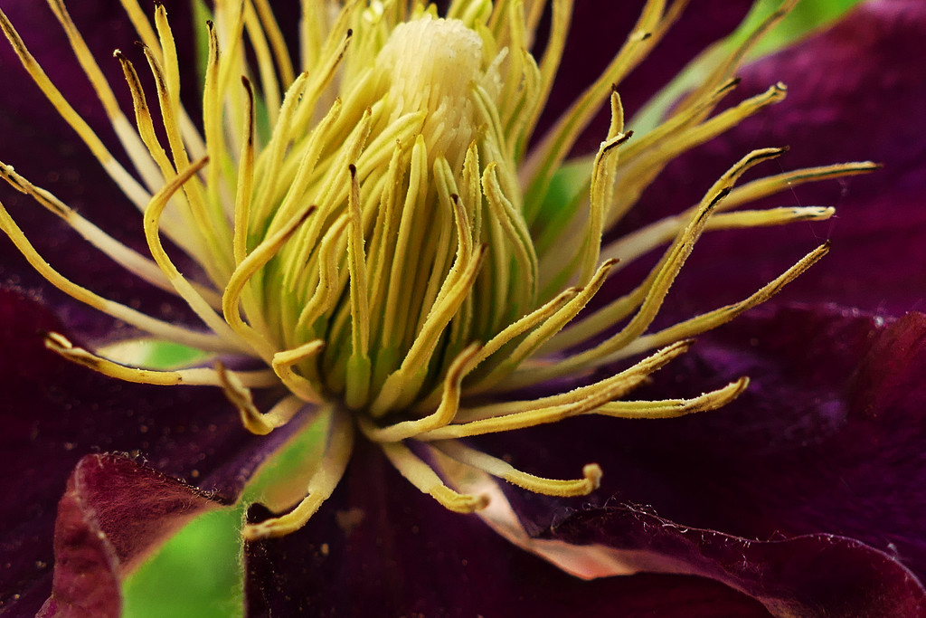the hart of the clematis by marijbar