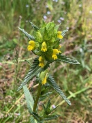 24th May 2020 - Yellow Rattle