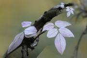 25th May 2020 - Leaves on a branch.........