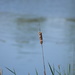 Lone reed by kdrinkie