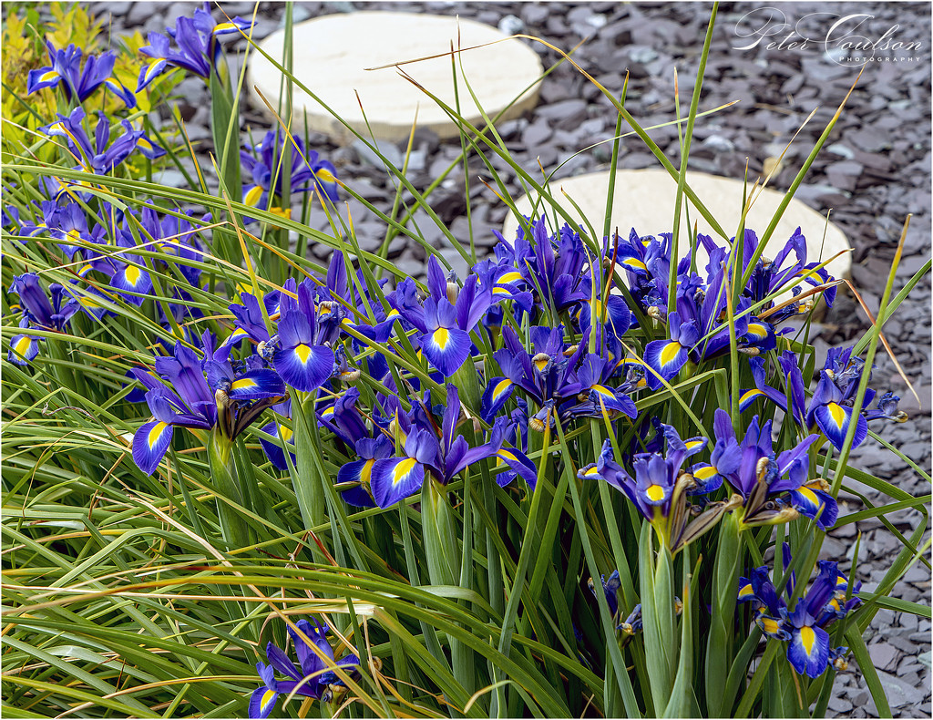 Irises by pcoulson