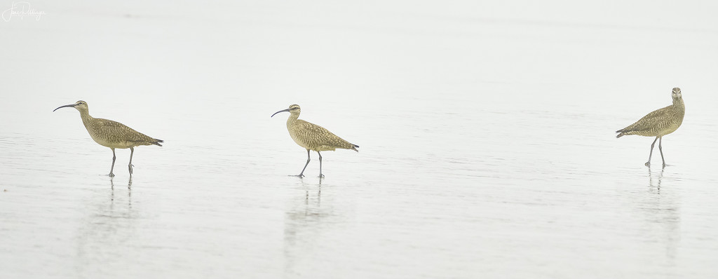 Whimbrels by jgpittenger