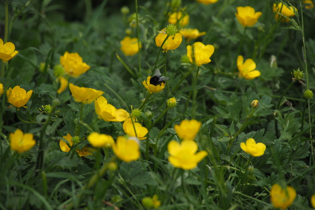 Busy bee at work among the buttercups.  by bizziebeeme
