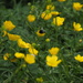 Busy bee at work among the buttercups.  by bizziebeeme