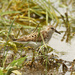 semipalmated sandpiper  by rminer