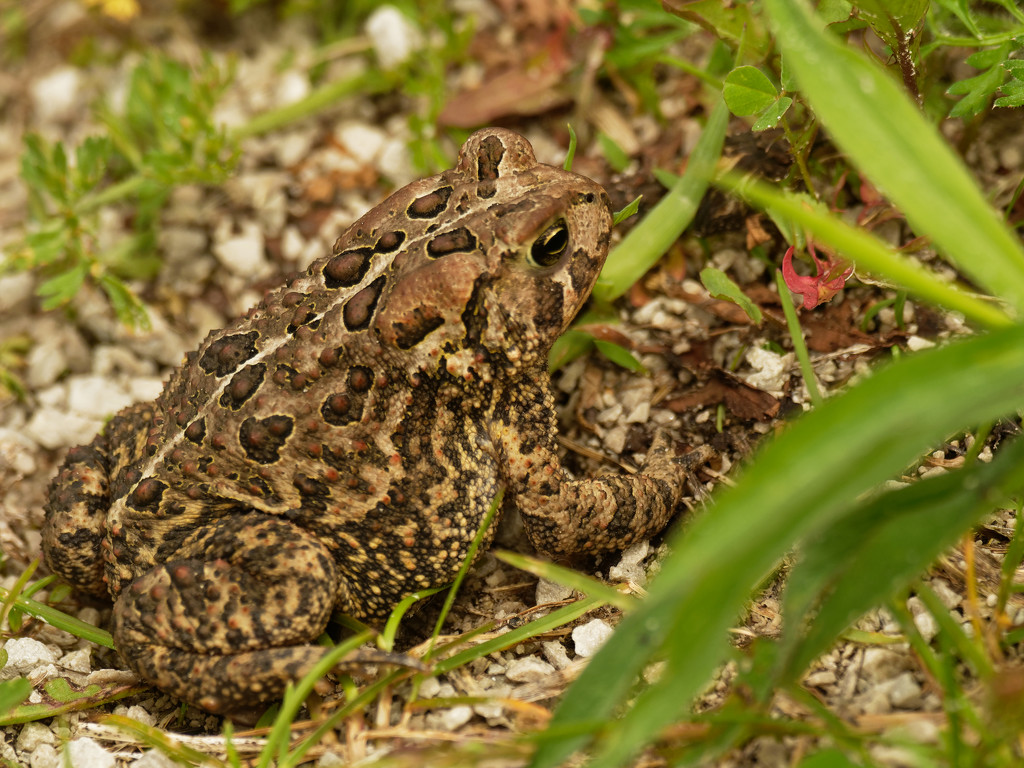 american toad by rminer