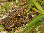 25th May 2020 - american toad