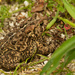 american toad by rminer