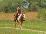 25th May 2020 - horseback riding