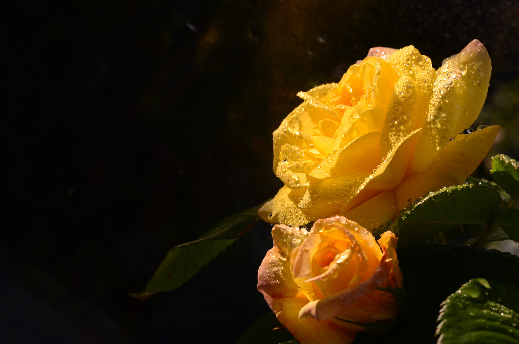 Raindrops on Roses by fbailey