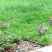 0525bunnies by diane5812