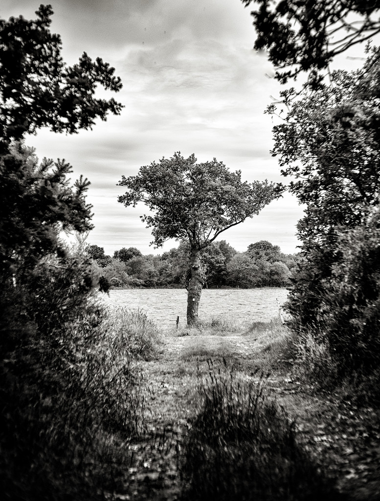 The little tree at the end of the lane... by vignouse