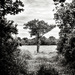 The little tree at the end of the lane... by vignouse