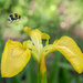 Yellow flag iris by inthecloud5