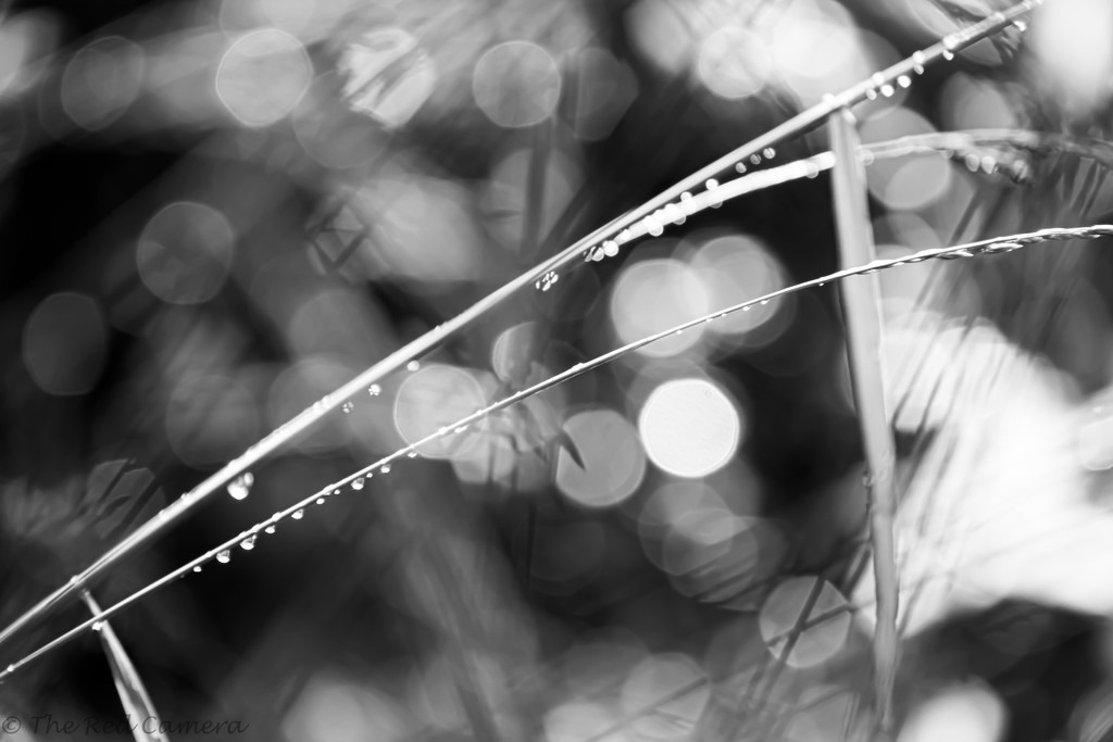 Grasses and Raindrops by theredcamera