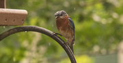 25th May 2020 - Bluebird at the Feeder!